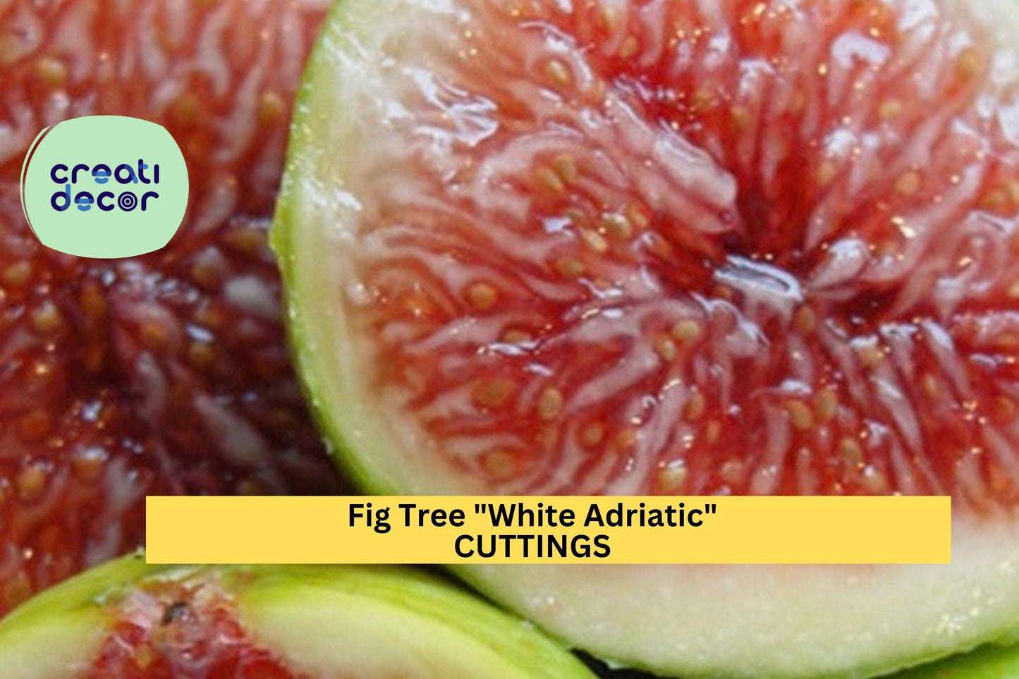 3 White Adriatic Fig Cuttings | Heirloom Ficus Carica Variety | Unrooted Wood for Grafting or Rooting | FREE US Shipping