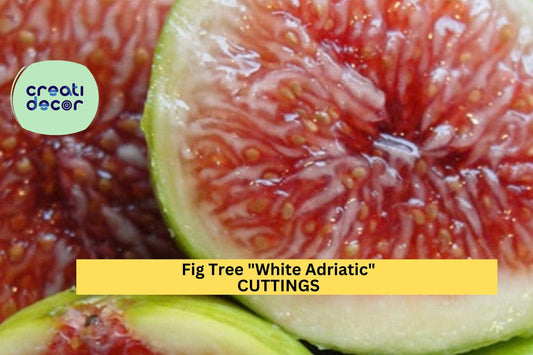 3 White Adriatic Fig Cuttings | Heirloom Ficus Carica Variety | Unrooted Wood for Grafting or Rooting | FREE US Shipping