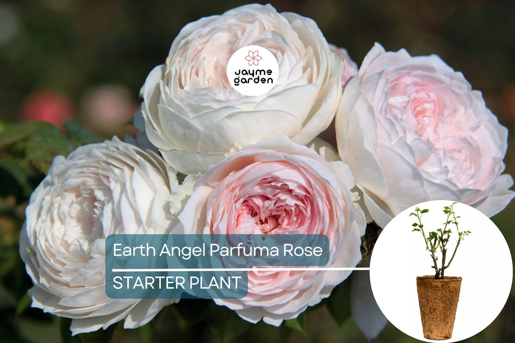 Earth Angel Parfuma Rose – 1.5 Gal Pot | Very Fragrant Blush Pink Peony Blooms | Own-Root Floribunda | Zones 5-10