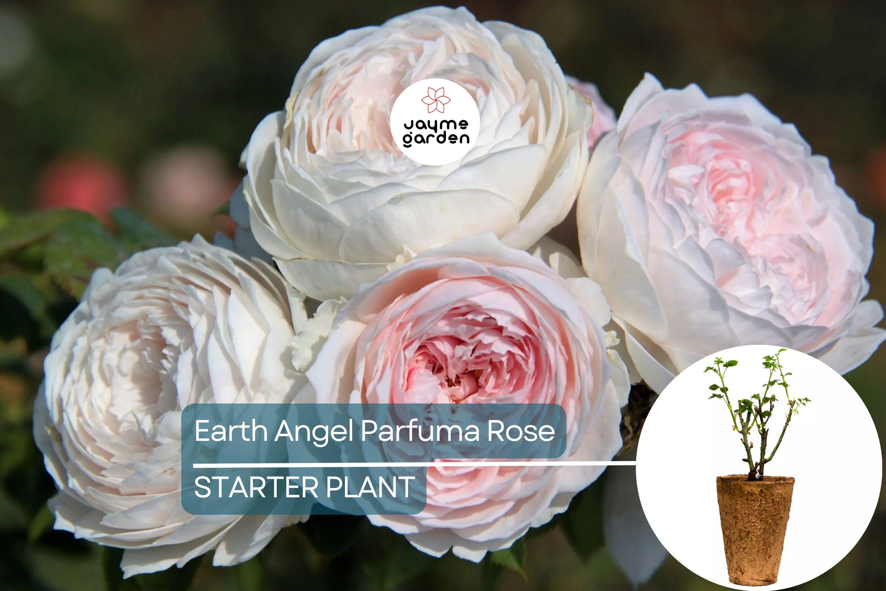 Earth Angel Parfuma Rose – 1.5 Gal Pot | Very Fragrant Blush Pink Peony Blooms | Own-Root Floribunda | Zones 5-10