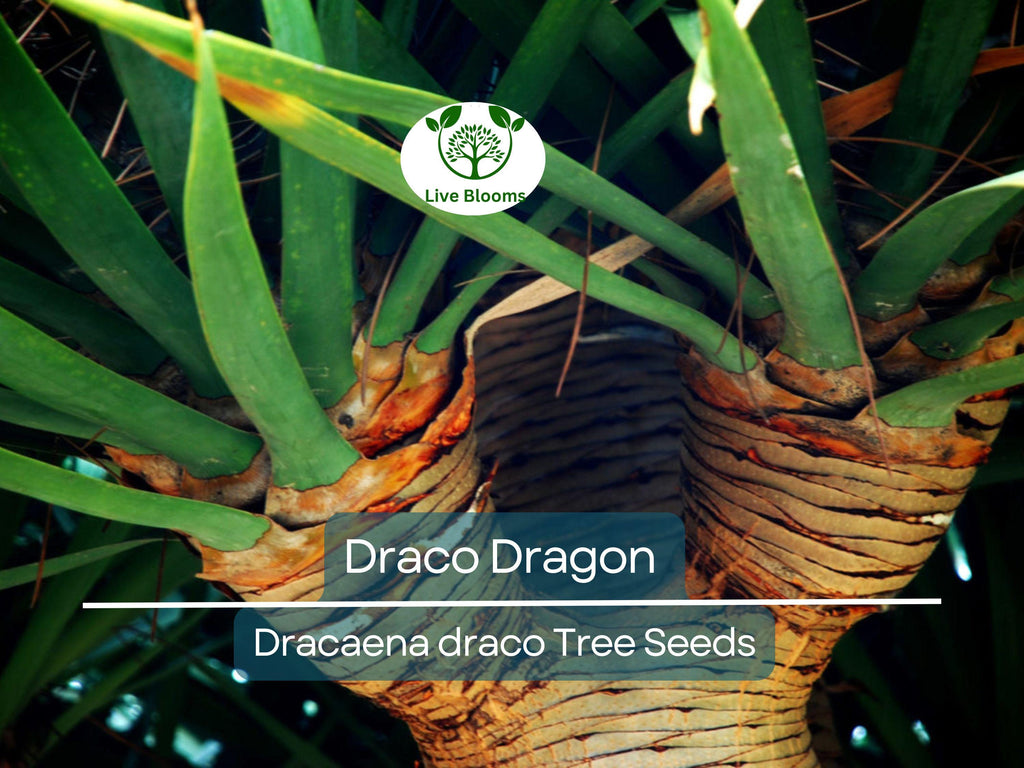 10 Draco Dragon Tree Seeds (Dracaena draco) | Rare Ornamental Plant Seeds | Indoor & Outdoor, Hardy, Exotic Dracaena Species