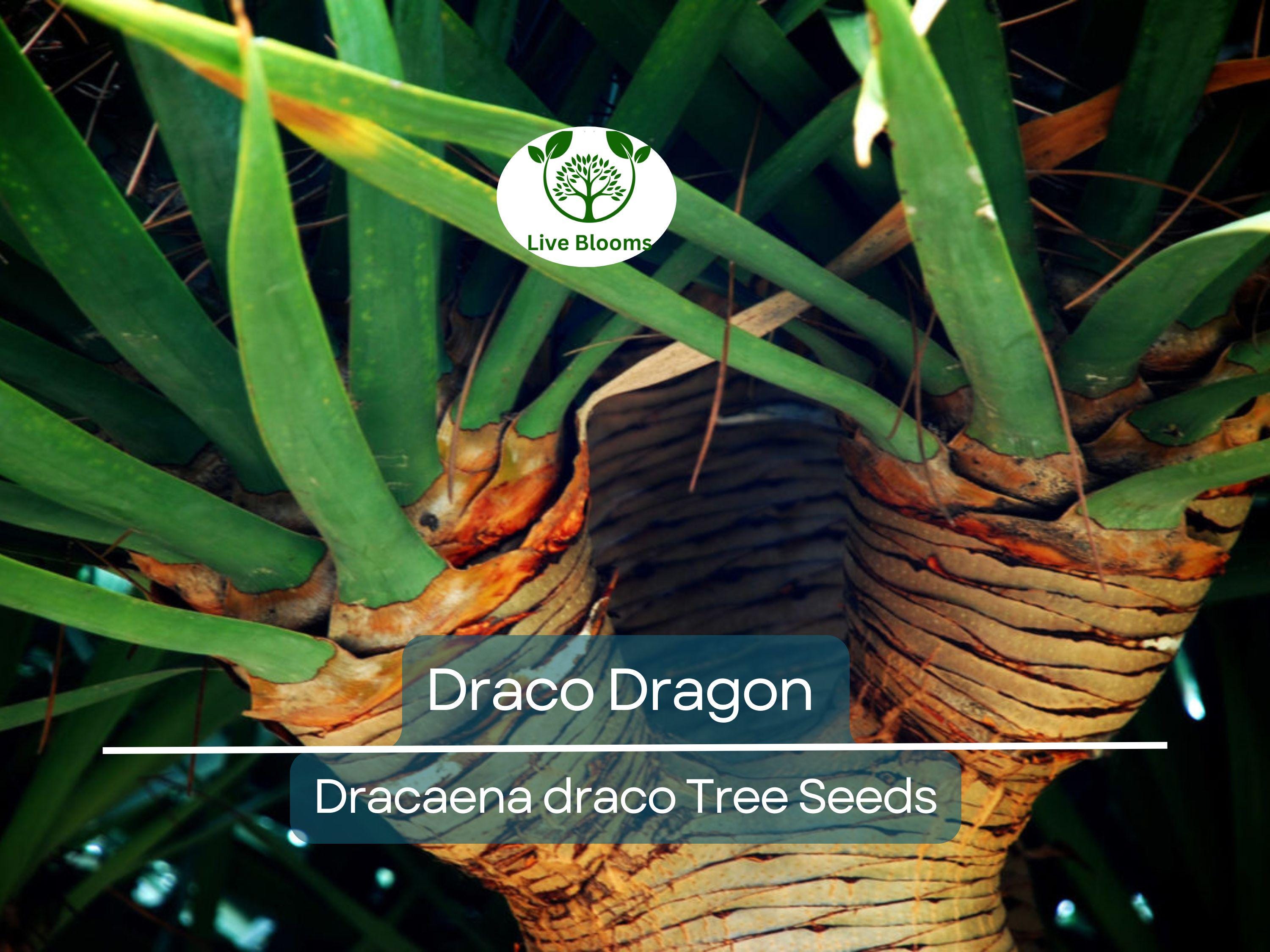 10 Draco Dragon Tree Seeds (Dracaena draco) | Rare Ornamental Plant Seeds | Indoor & Outdoor, Hardy, Exotic Dracaena Species