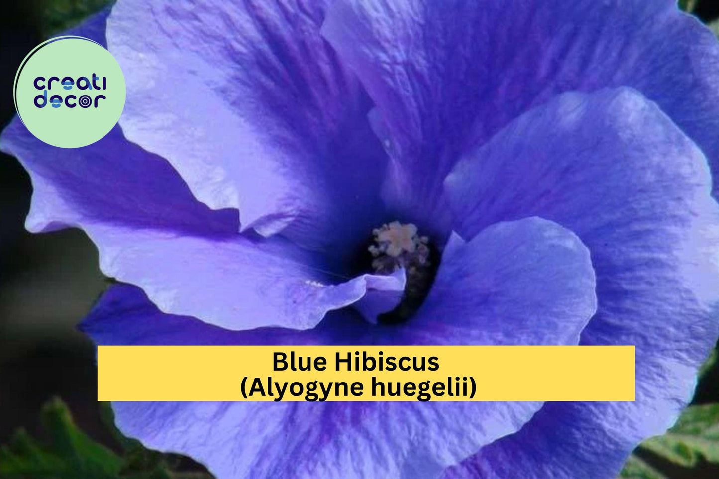 Blue Hibiscus (Alyogyne huegelii) – Live Well-Rooted Starter Plant – Evergreen Shrub with Violet-Blue Blooms