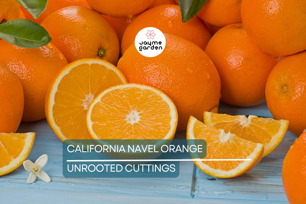 California Navel Orange Cuttings | 5 Pieces | Grow Your Own Fruit Tree | Healthy, Fresh Cuttings | Perfect for Backyard Garden