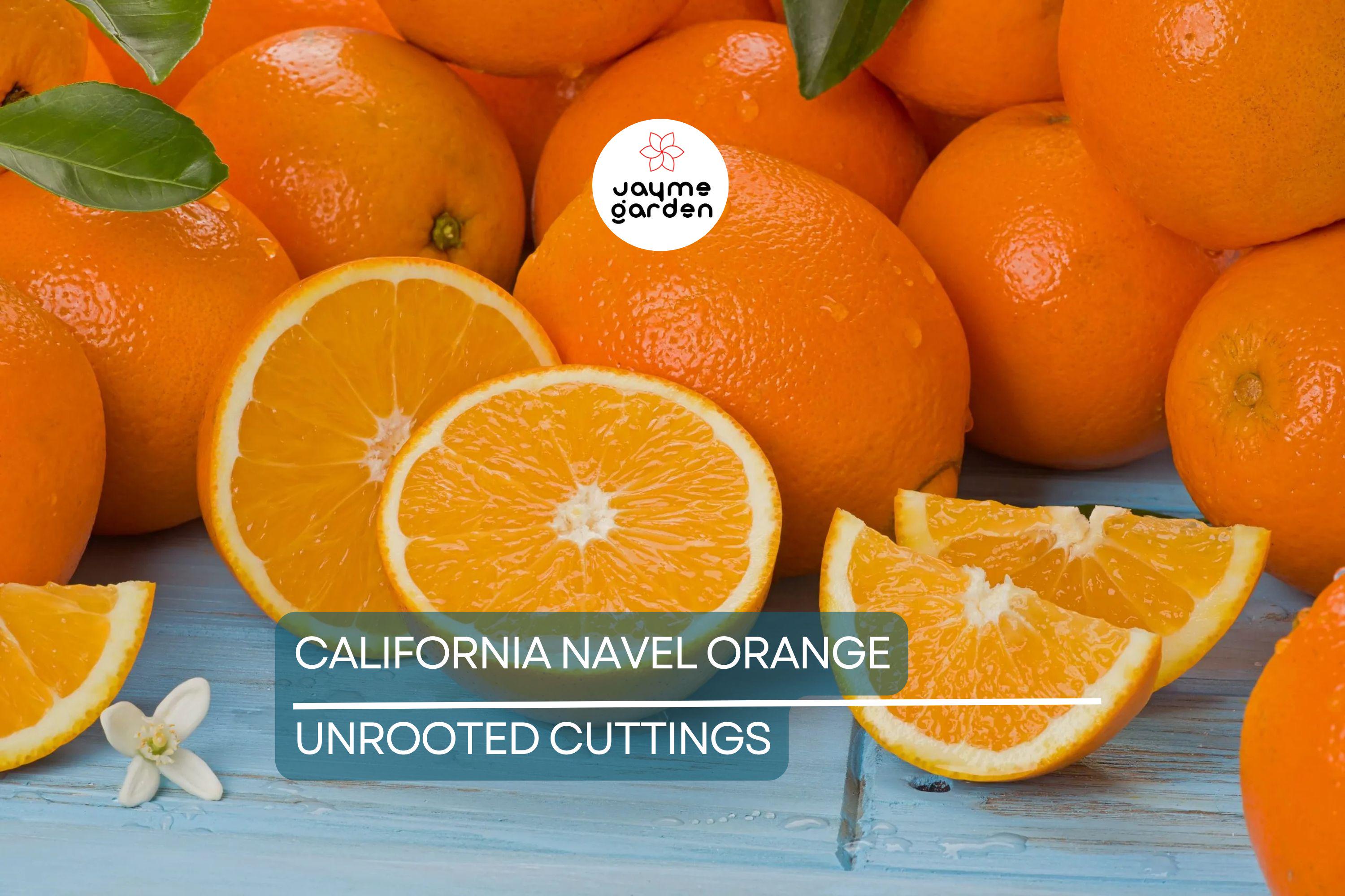 California Navel Orange Cuttings | 5 Pieces | Grow Your Own Fruit Tree | Healthy, Fresh Cuttings | Perfect for Backyard Garden