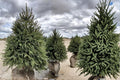 Norway Spruce 2 Plants 2–3 ft Tall (Picea abies) Evergreen Landscape Tree
