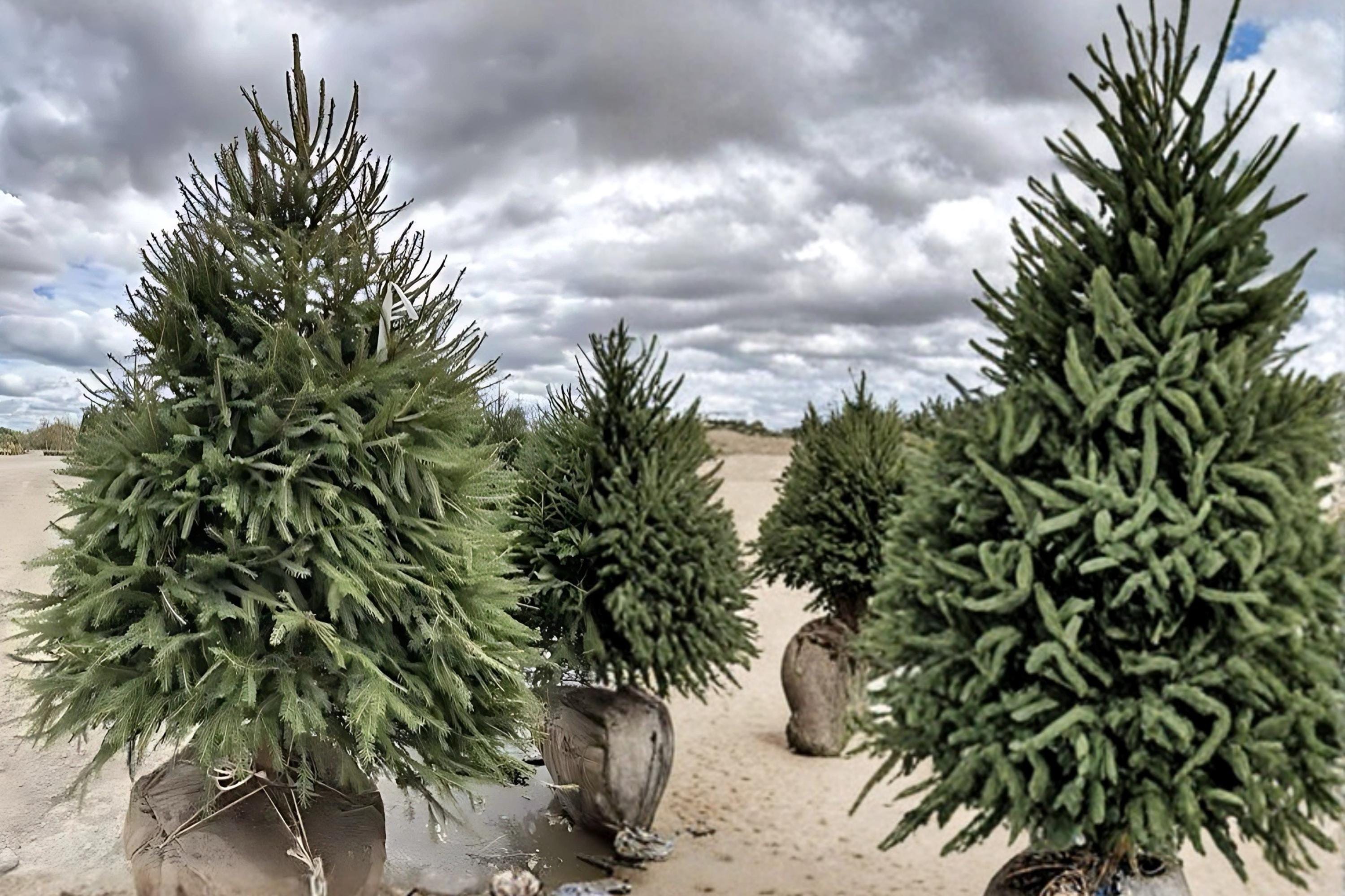 Norway Spruce 2 Plants 2–3 ft Tall (Picea abies) Evergreen Landscape Tree