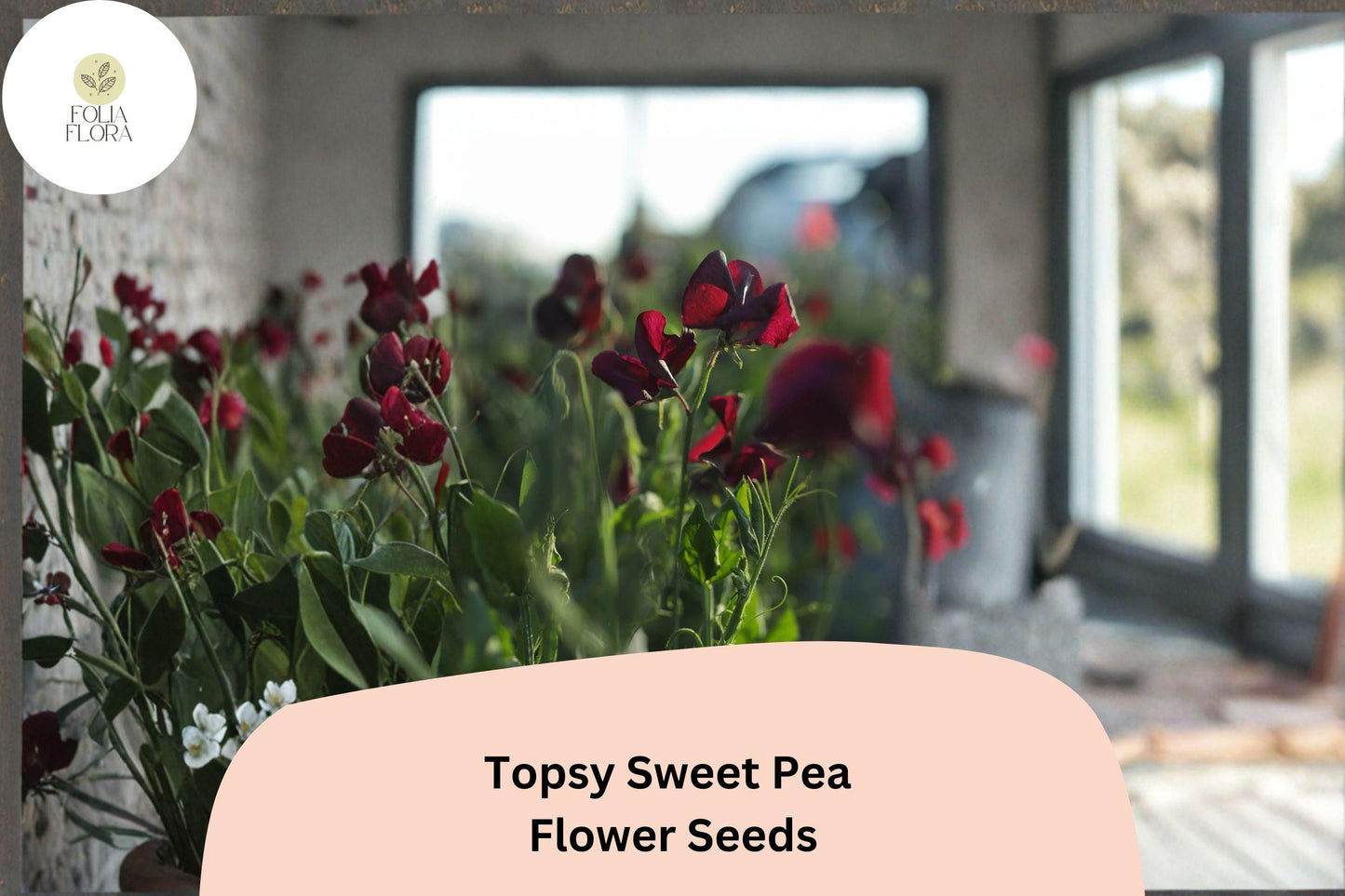 Topsy Sweet Pea Seeds | Lathyrus odoratus Climbing Vine (50+ Seeds) for Garden Planting