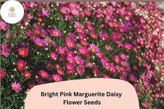 200+ Bright Pink Marguerite Daisy Seeds | Argyranthemum frutescens | Cheerful Pink Garden Flowers for Borders & Pots