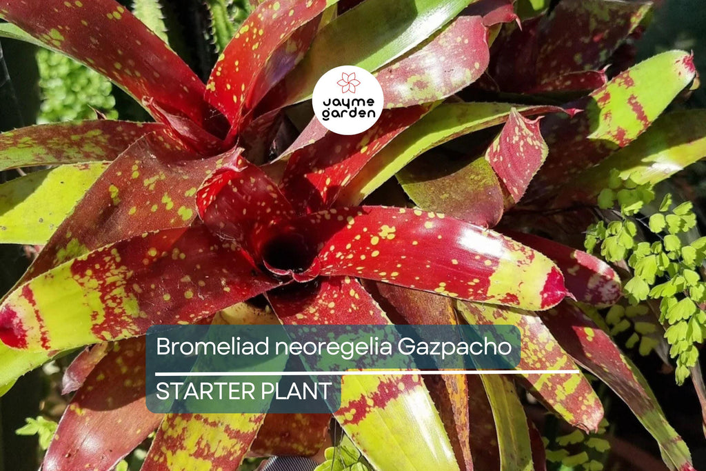 Bromeliad Neoregelia Gazpacho Starter Plant | Exotic Tropical Plant | Red & Orange Leaves | Live Seedling | Indoor/Outdoor