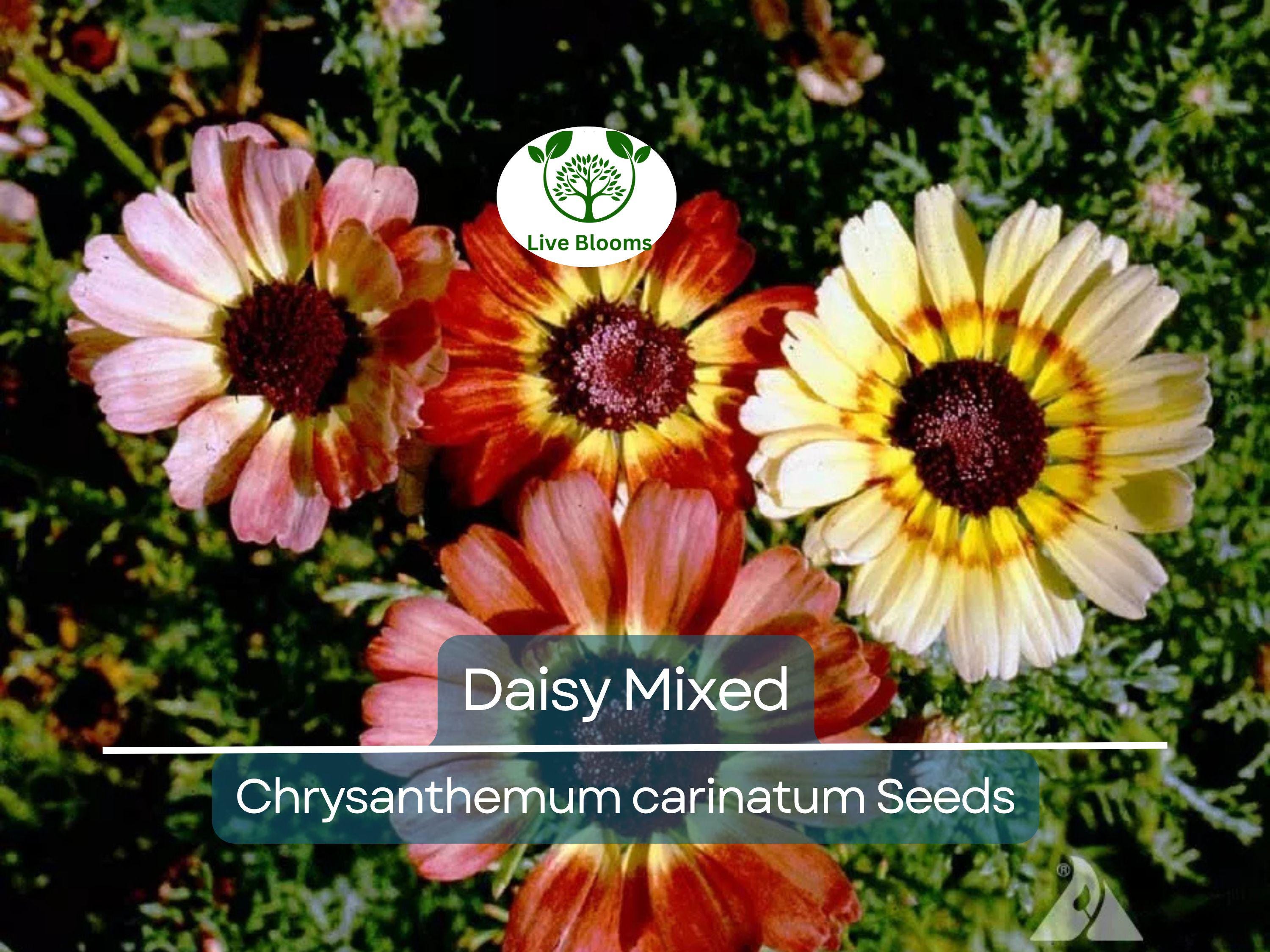 200 Seeds Painted Daisy Mixed Colors, Pollinators & Butterflies, Perennial, Non-GMO, Chrysanthemum Flowers, Garden Plants, Easy to Grow