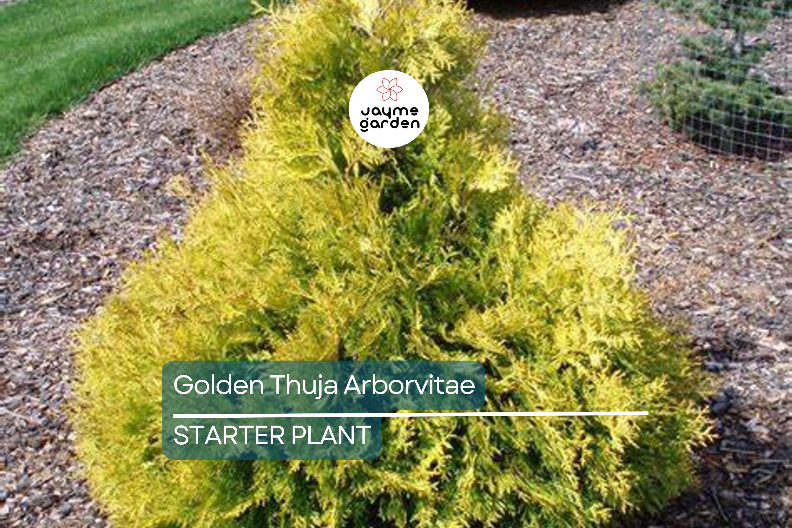 Golden Thuja Arborvitae Tree | 8-14" Live Evergreen Shrub Seedling in Quart Pot | Privacy Hedge for Zones 4-7