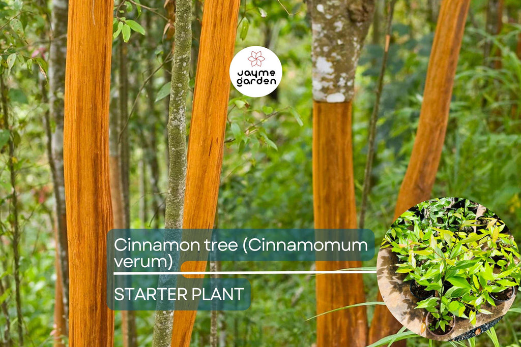 1 Cinnamon Tree - Live Cinnamomum verum Plant 12”-24” Tall | Aromatic & Culinary | Grow Your Own Spice | Tropical Starter Plant