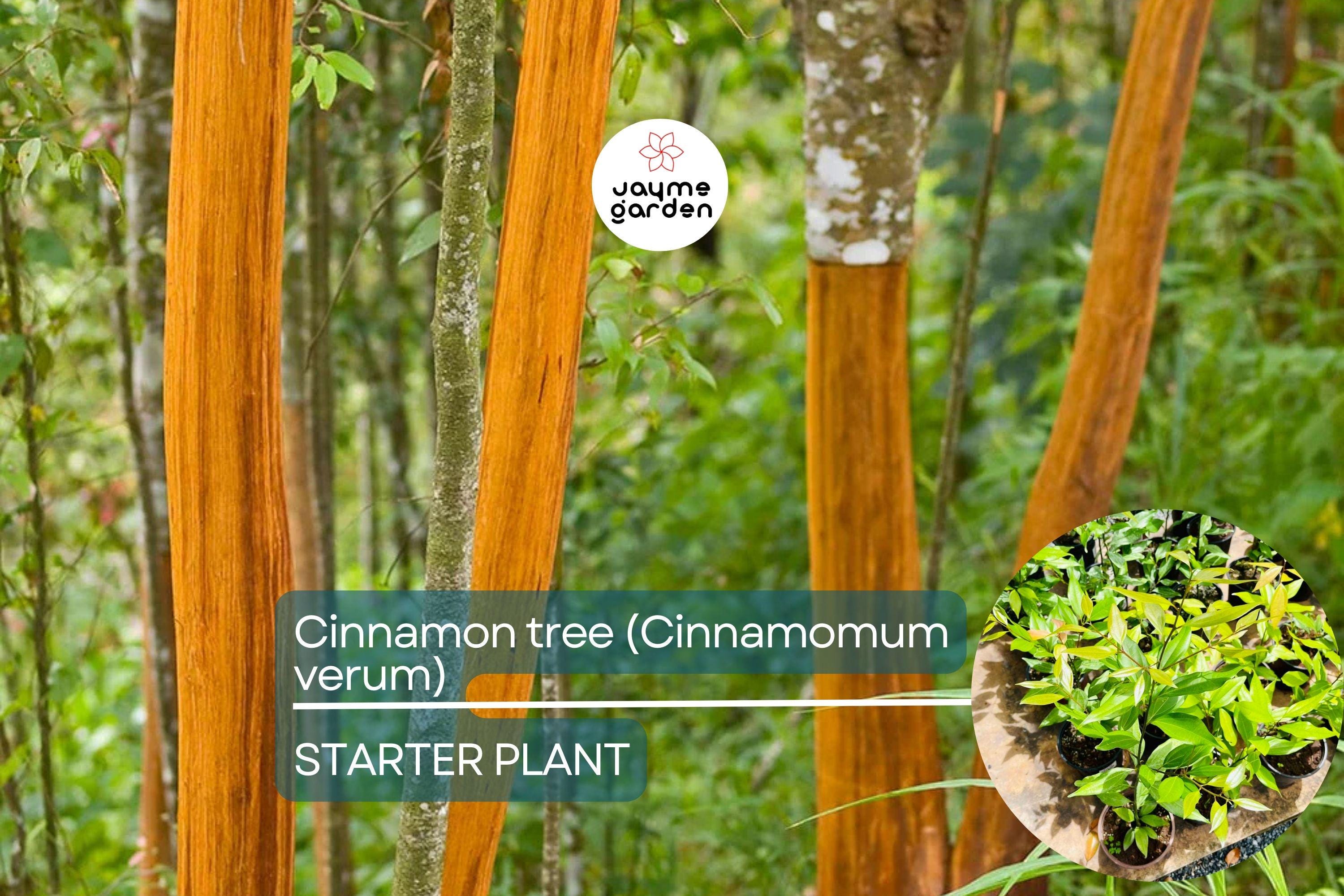 1 Cinnamon Tree - Live Cinnamomum verum Plant 12”-24” Tall | Aromatic & Culinary | Grow Your Own Spice | Tropical Starter Plant