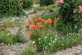 Castilleja Miniata Giant Red Indian Paintbrush Seeds – 300 Native Mountain Wildflower Seeds