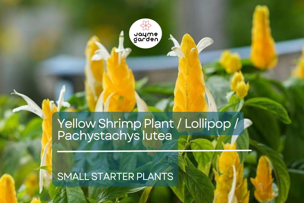 1 Yellow Shrimp Starter Plants - Pachystachys Lutea (Golden Lollipop Plant) - Tropical Plug Plants, 3-5 Inches, Bright Yellow Blooms