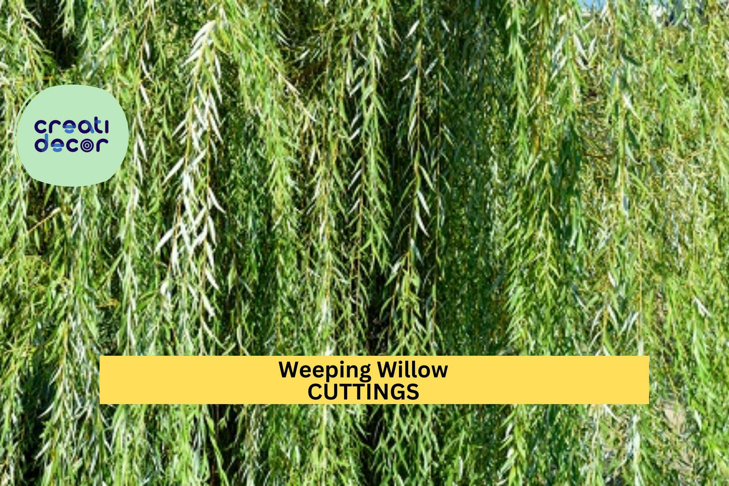 5 Weeping Willow Trees | Salix Babylonica Bare Root | 14–24" Bright Green Starter Trees | Fast Growing Landscape Tree