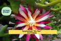 1 Epiphyllum Ric Rac Cactus Cutting | 5–9” Fishbone Zig Zag Cactus | Exotic Trailing Houseplant Starter | Easy to Root