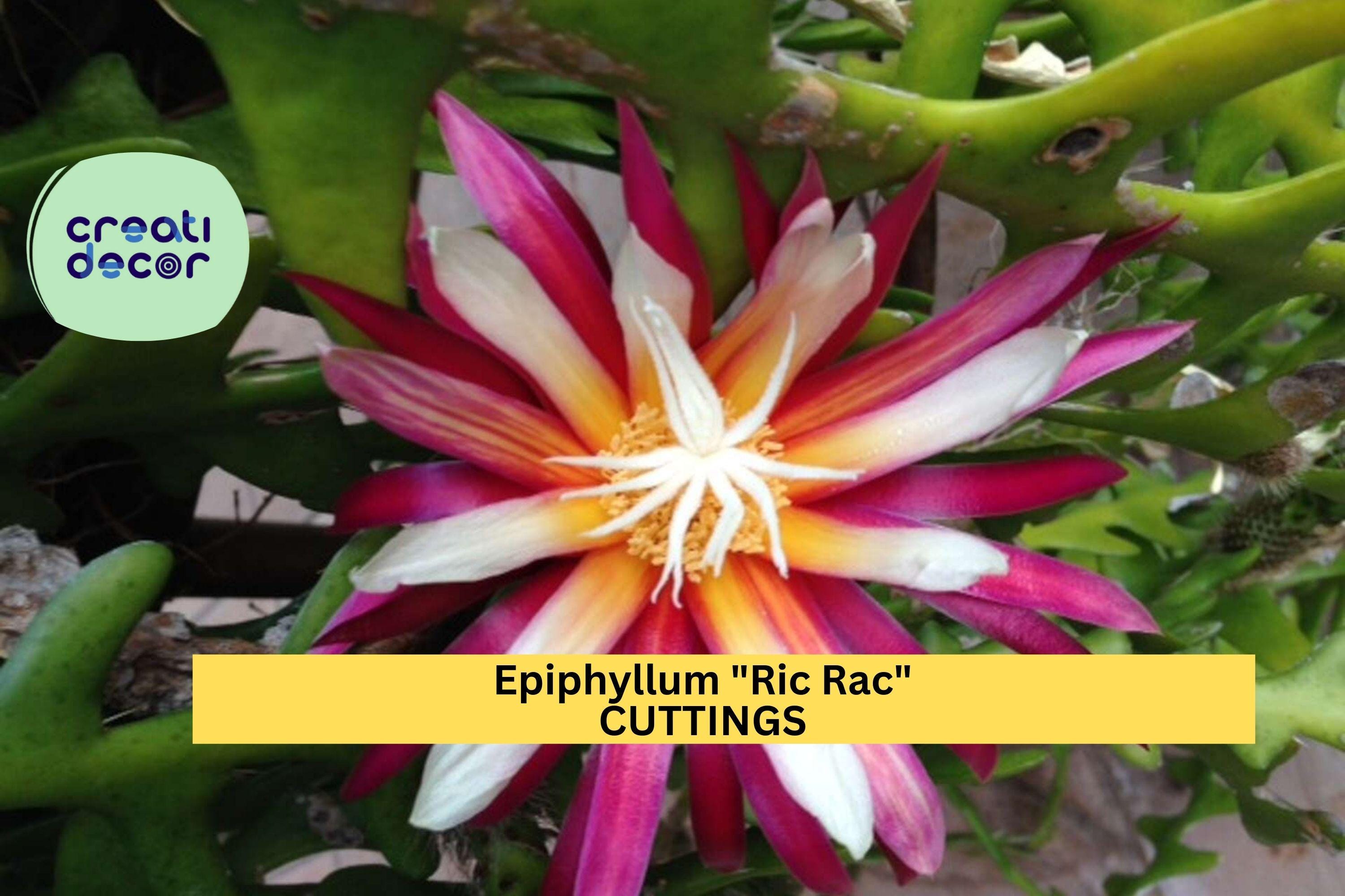 1 Epiphyllum Ric Rac Cactus Cutting | 5–9” Fishbone Zig Zag Cactus | Exotic Trailing Houseplant Starter | Easy to Root
