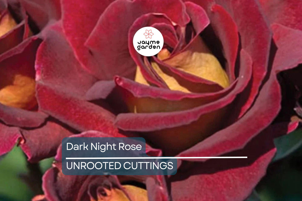 4 Dark Night Rose Cuttings Red & Pink Blooming Bush Perennial (6” Tall)