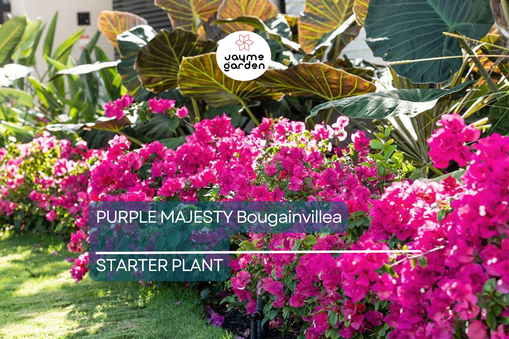 Purple Majesty Bougainvillea Starter Plant - Well Rooted Live Plug, Rare Evergreen Vine, Light Watering, Full Sun, Tropical Beauty