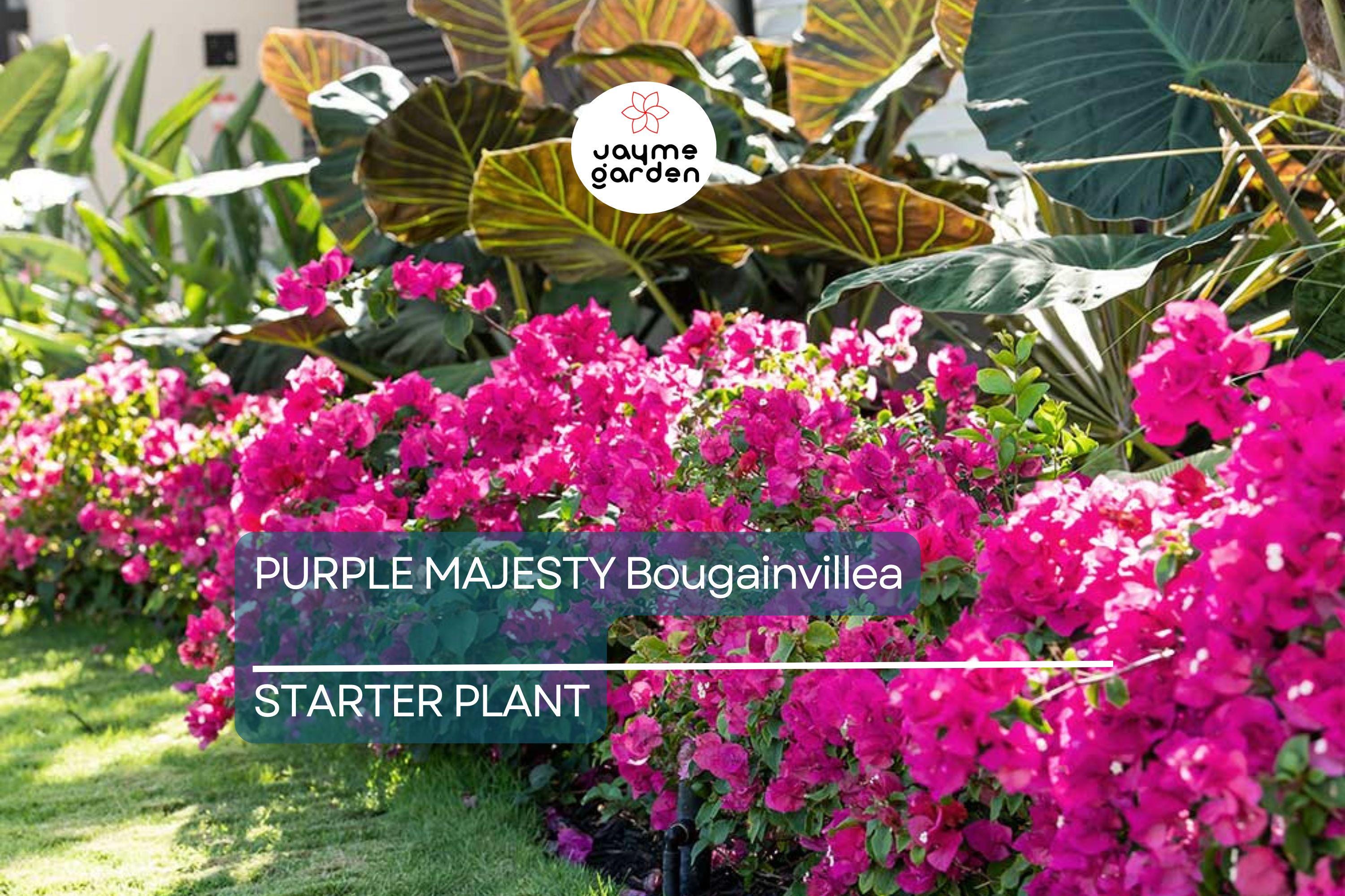 Purple Majesty Bougainvillea Starter Plant - Well Rooted Live Plug, Rare Evergreen Vine, Light Watering, Full Sun, Tropical Beauty