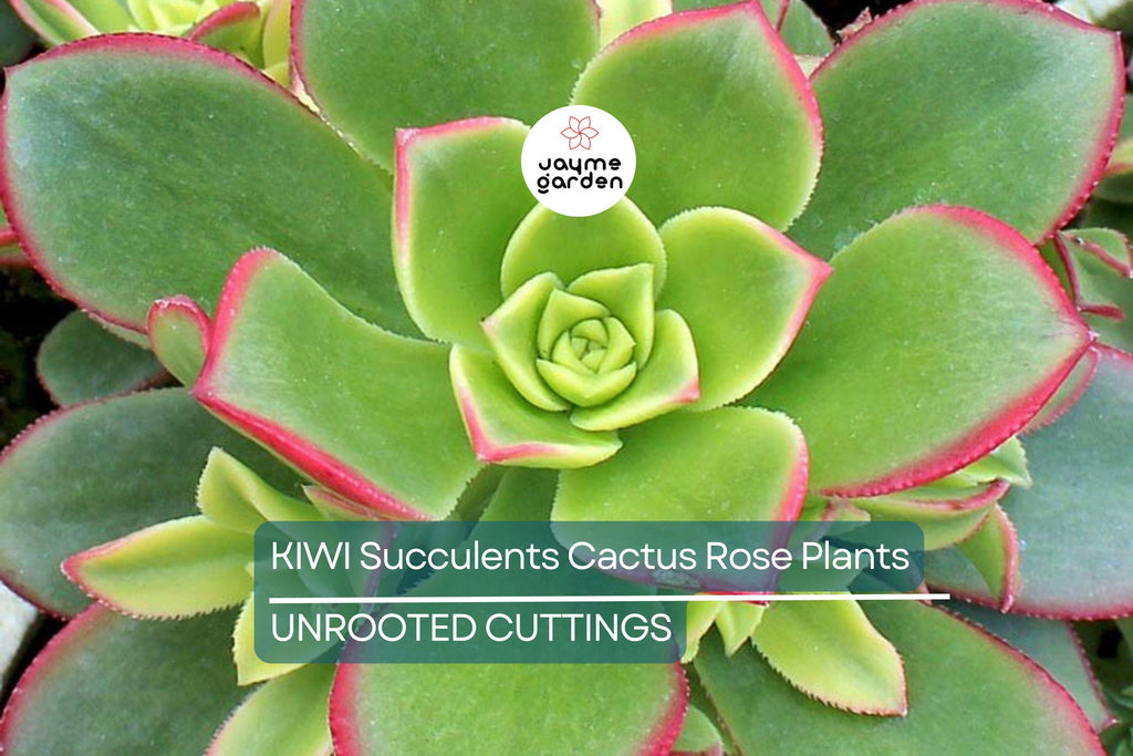 2 Aeonium Kiwi Succulent Cuttings - 3-5” Wide, Multi-Colored Rosettes, Easy to Grow, Perfect for Succulent Gardens