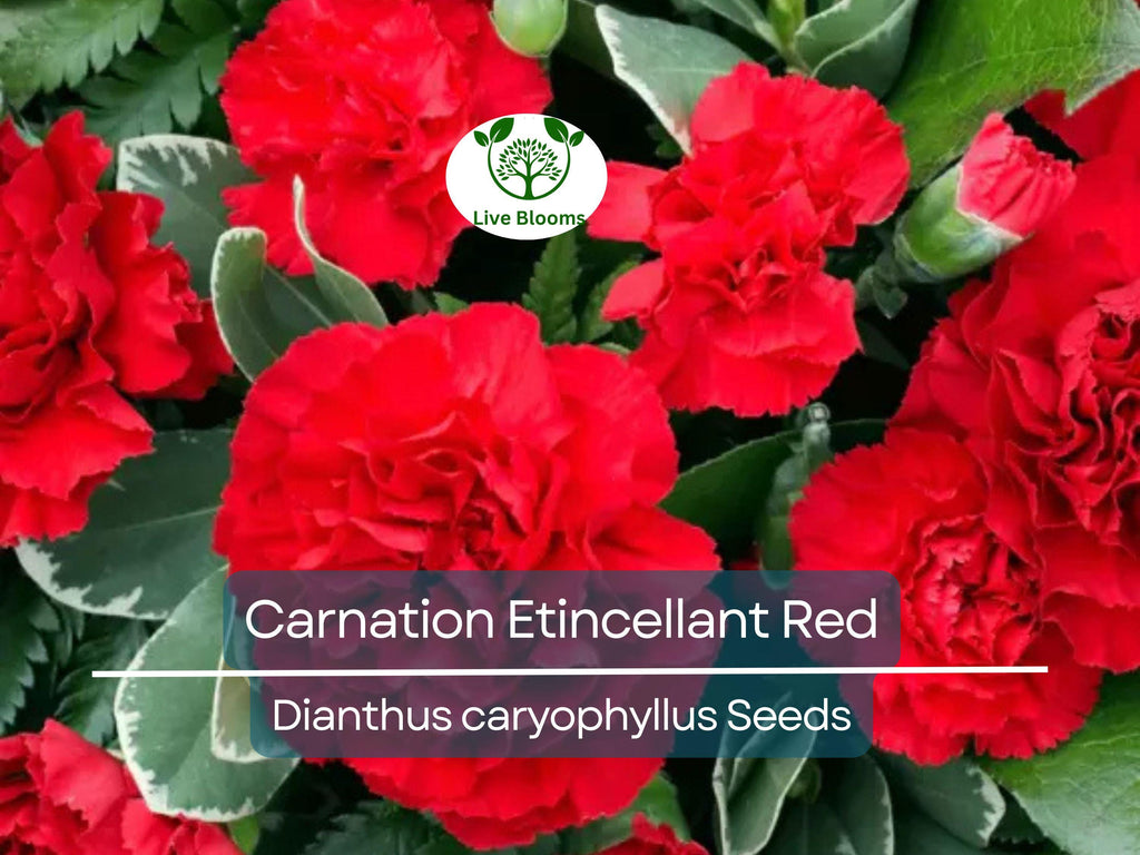 25 Seeds Carnation Etincellant Red - Fragrant Non-GMO Pollinator-Friendly Cut Flowers, Perfect for Gardens Bouquets (Dianthus caryophyllus)
