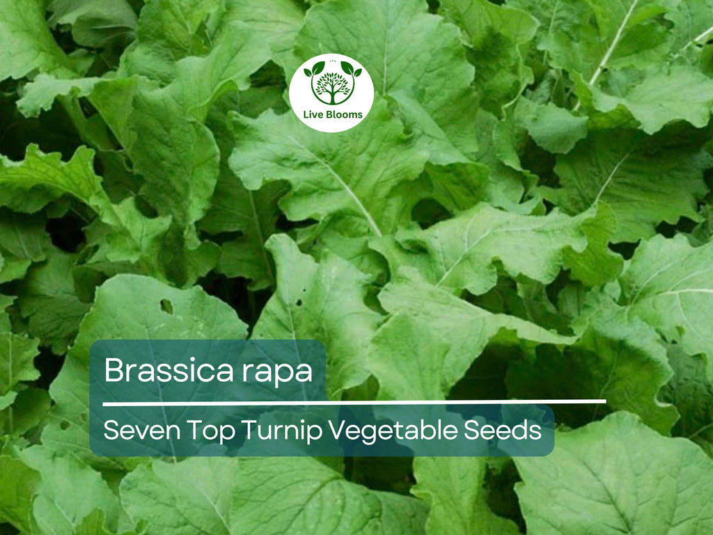 1000 mg Turnip Seven Top Seeds - Brassica rapa | Heirloom Leafy Green Turnip Seeds for Planting, Gardening & Fresh Greens Harvest