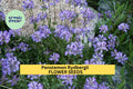 3pcs of 100mg Penstemon rydbergii Seeds – Purple Native Wildflower for Pollinator Gardens, Meadows, and Rocky Landscapes Seeds for Planting
