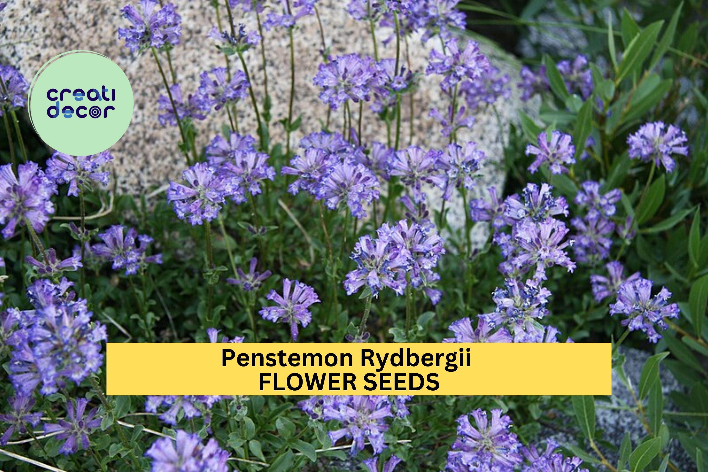 3pcs of 100mg Penstemon rydbergii Seeds – Purple Native Wildflower for Pollinator Gardens, Meadows, and Rocky Landscapes Seeds for Planting
