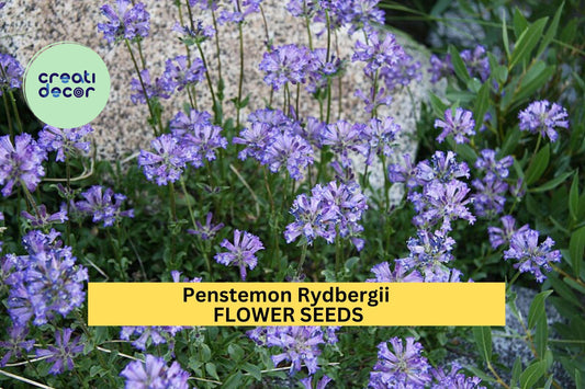 3pcs of 100mg Penstemon rydbergii Seeds – Purple Native Wildflower for Pollinator Gardens, Meadows, and Rocky Landscapes Seeds for Planting