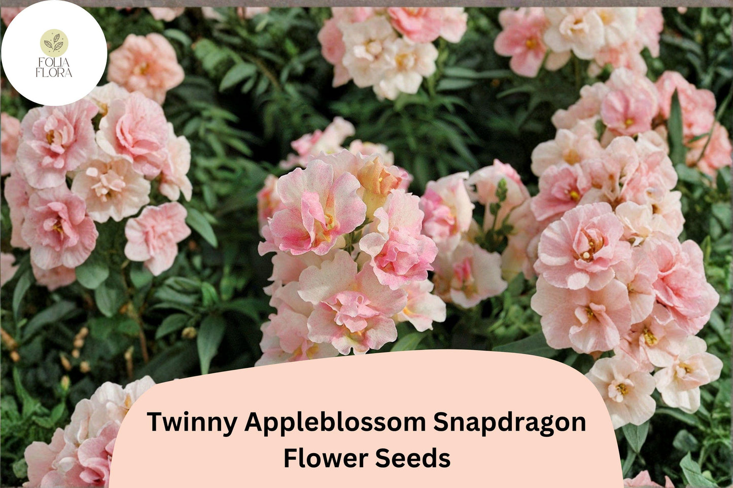 1000+ Twinny Appleblossom Snapdragon Seeds | Antirrhinum majus | Soft Pink & Cream Double Blooms