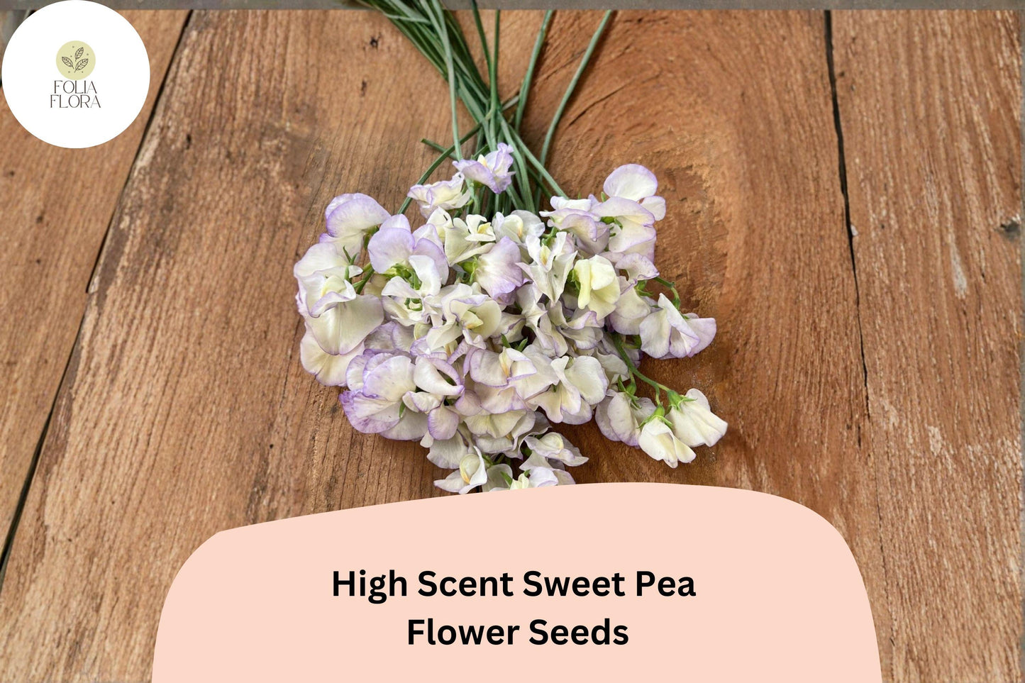 50+ High Scent Sweet Pea Seeds | Pale Lavender Climbing Flowers for Trellis & Garden