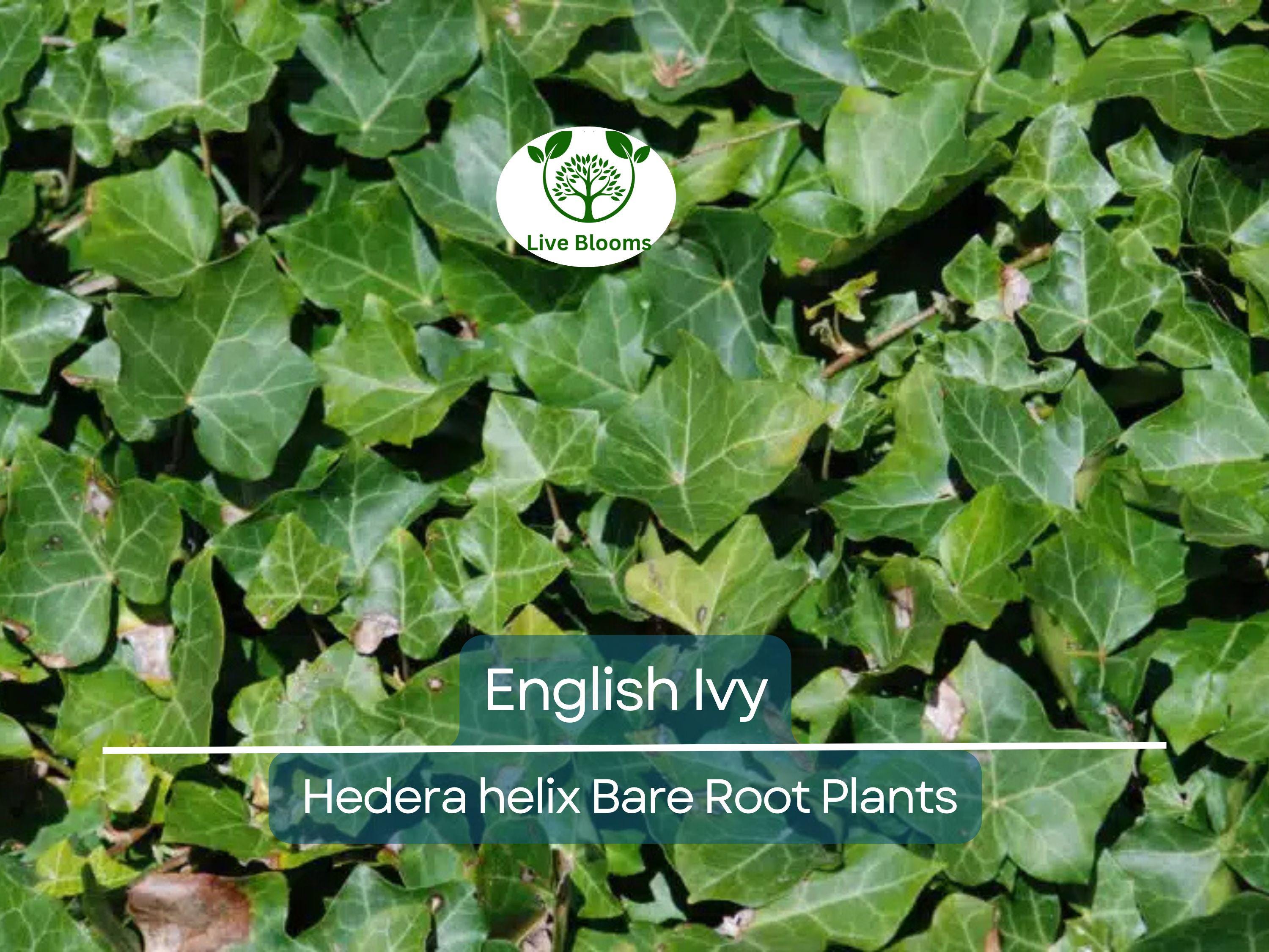 12 English Ivy Live Bare Root Plants - Groundcover - Hedera helix, Super Hardy, Fast Growing, Evergreen Vine