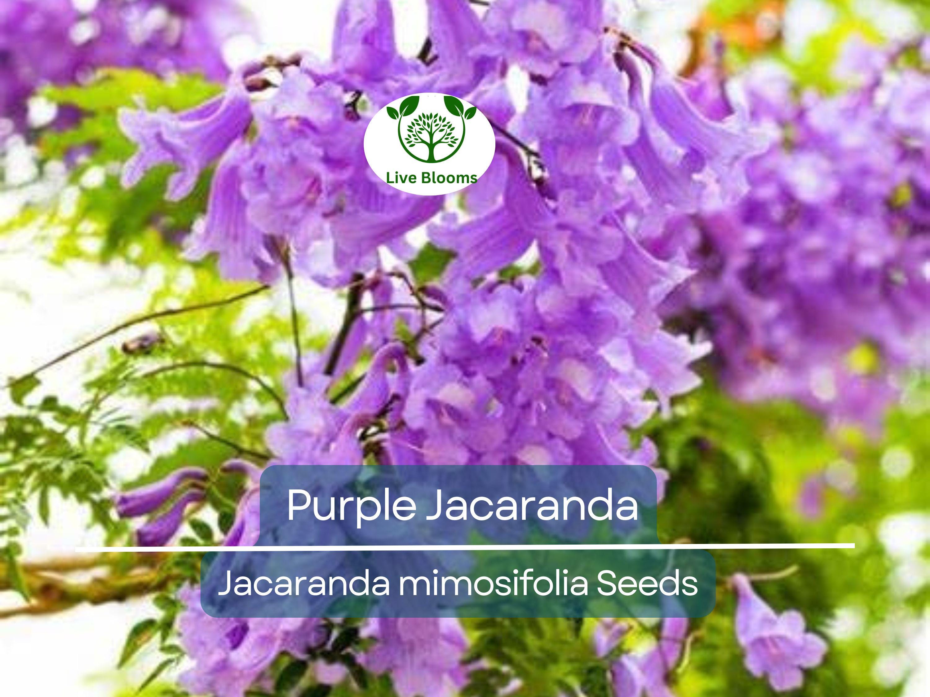 40 Purple Jacaranda Mimosifolia Seeds | Fast Growing Flowering Tree, Beautiful Purple Blooms, Tropical Landscaping, Garden Tree
