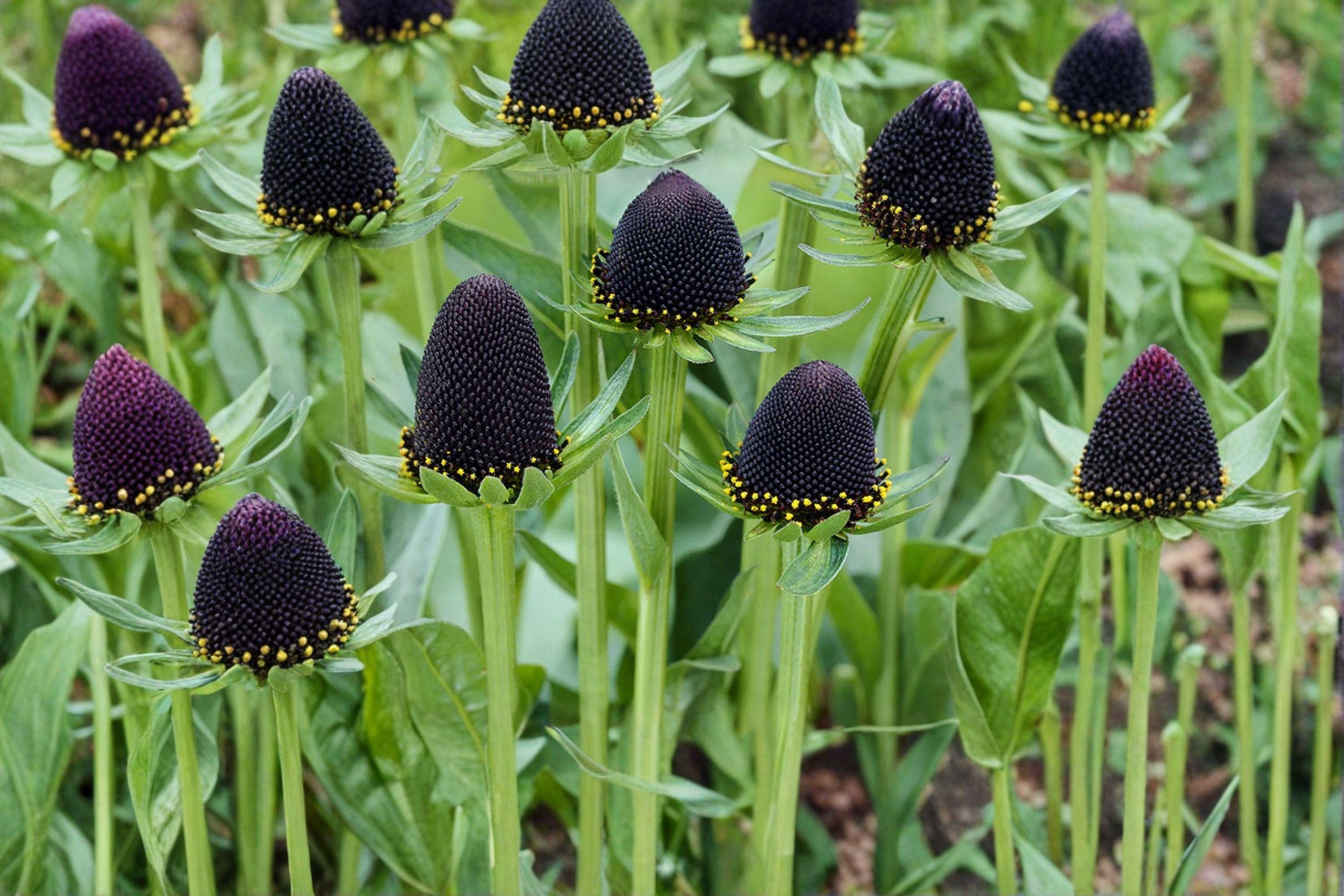 Western Coneflower – Rudbeckia occidentali 75 Seeds | Native Perennial | Dramatic Dark Cone | Pollinator & Wildlife Favorite