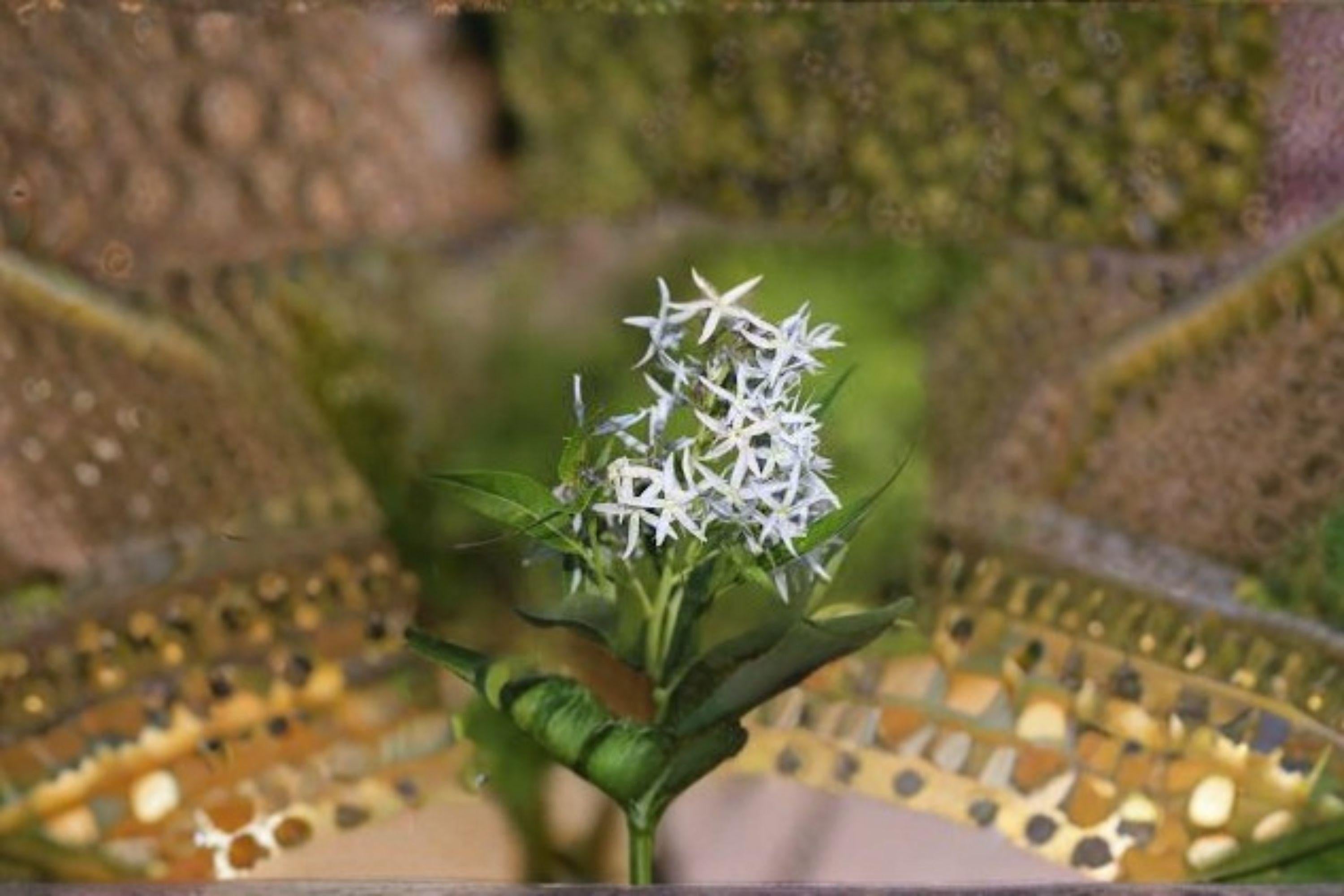 Ozark Bluestar – Amsonia illustris Seeds | 10 Seeds | Native Blue Flower Perennial | Pollinator-Friendly Garden Plant