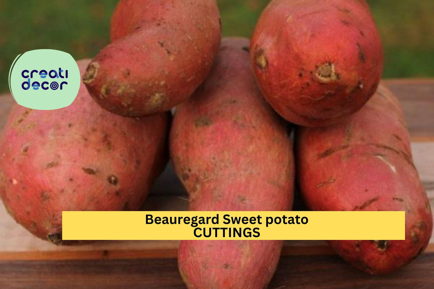 10 Beauregard Sweet Potato Slips | Rooted Organic Cuttings | No Pesticides | High-Yield Orange Flesh Variety for Gardeners