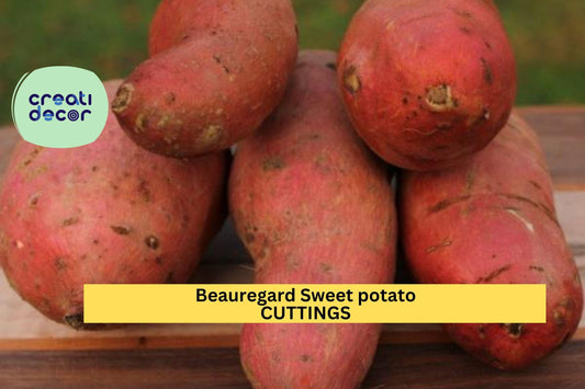 10 Beauregard Sweet Potato Slips | Rooted Organic Cuttings | No Pesticides | High-Yield Orange Flesh Variety for Gardeners
