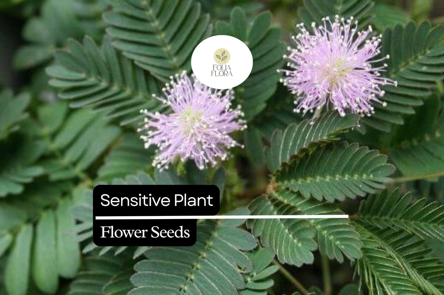 5 Seeds Sensitive Plant (Mimosa microphylla) | Touch-Responsive Leaves | Unique Ground Cover, Pollinator-Friendly, Drought-Tolerant