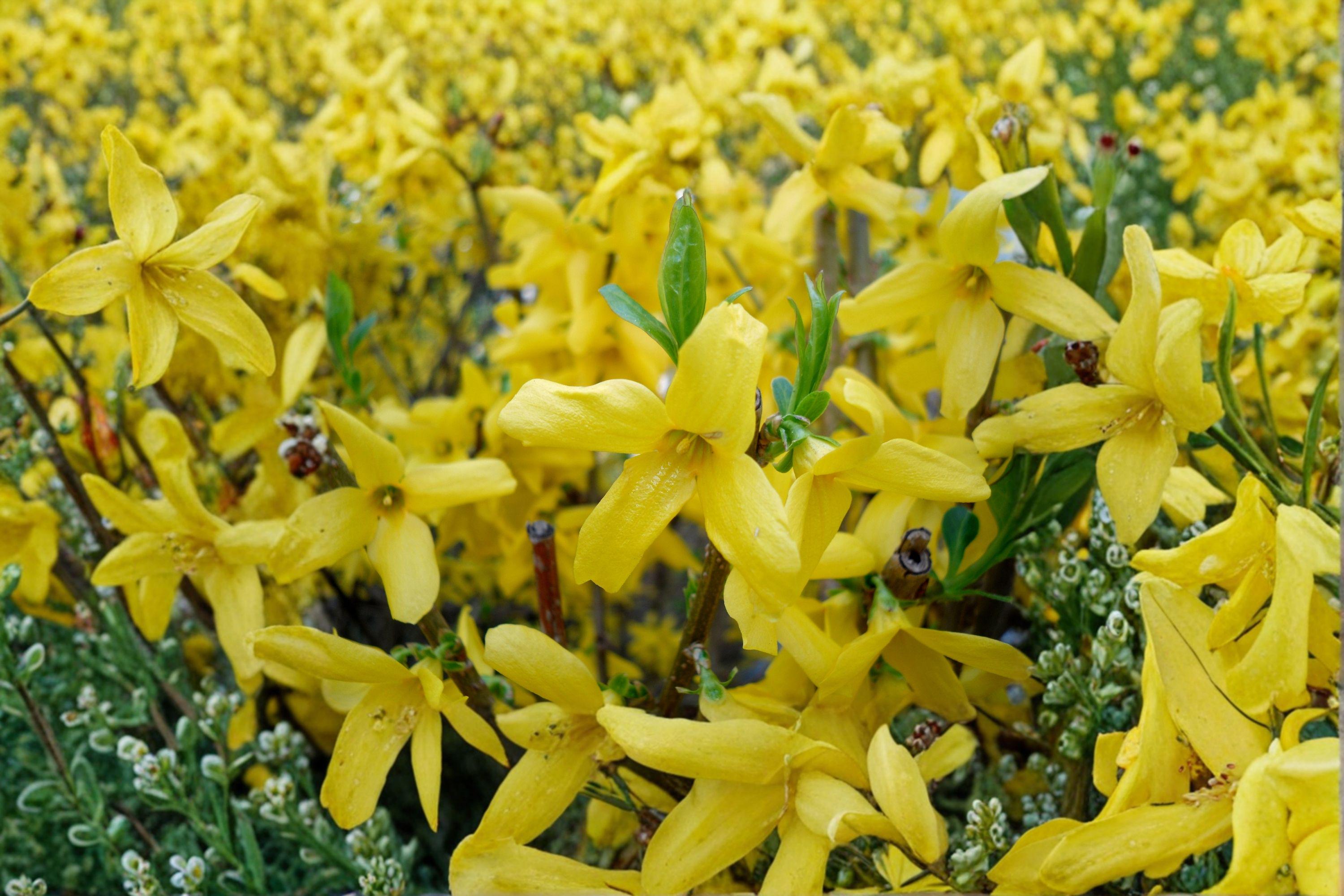 Weeping Forsythia - Forsythia suspensa Golden Spring Blooms, Ornamental Shrub (10 Seeds)