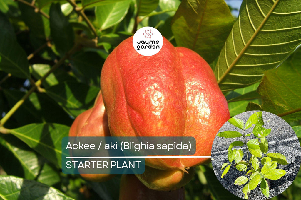 Ackee Starter Plant (Blighia sapida) Live Tropical Fruit Tree 12”-24” | Caribbean Culinary Treasure | Grow Your Own Exotic Tree