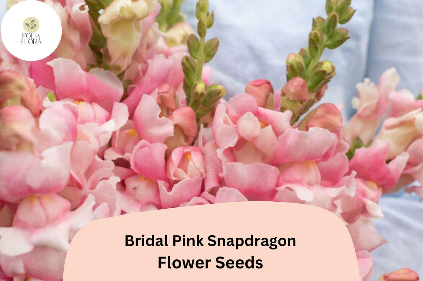 Bridal Pink Snapdragon Seeds (Antirrhinum majus) | 1000+ Seeds | Soft Pink Blooms for Gardens & Borders
