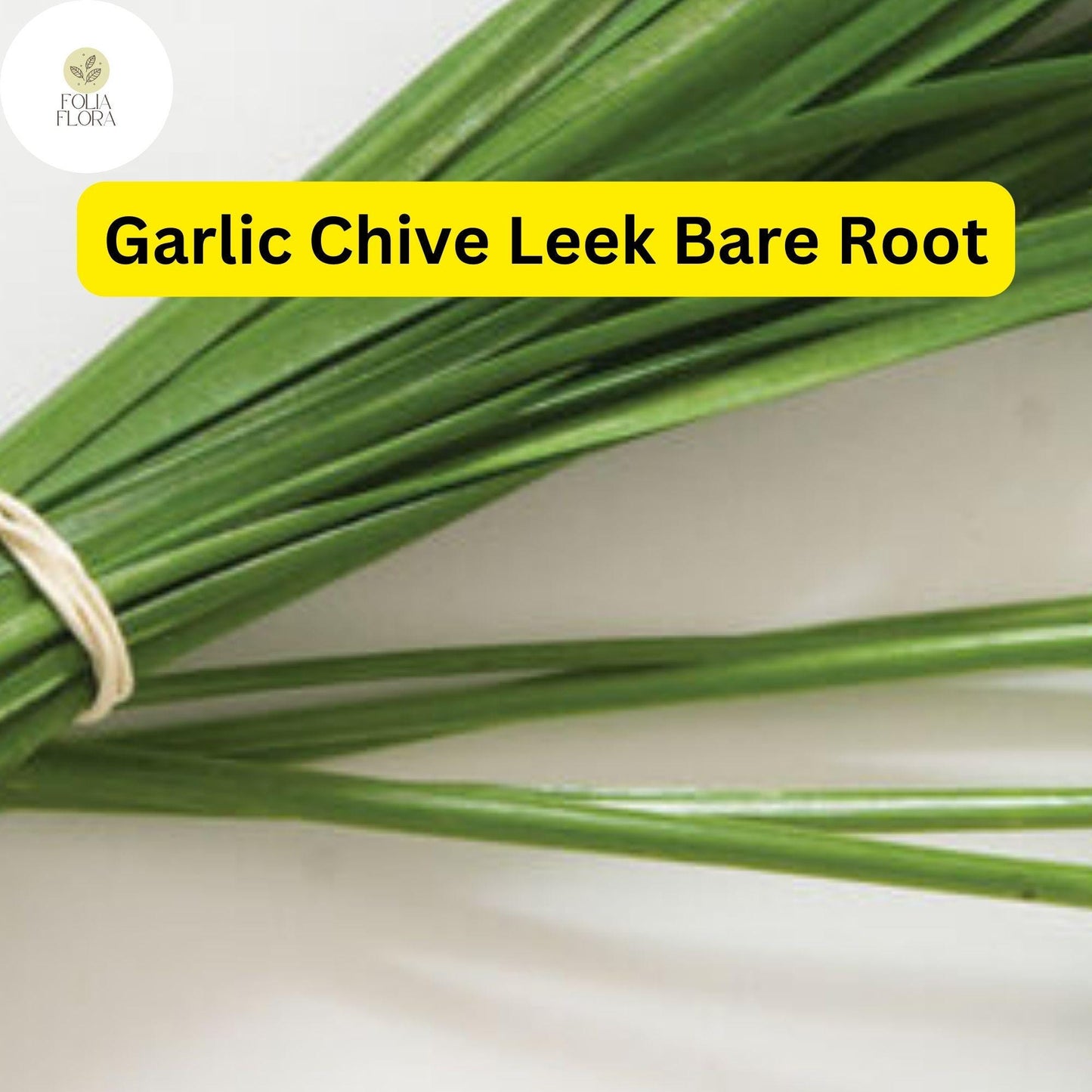 50 Live Garlic Chive Leek Plants, Bare Root, Edible Herb, Perennial, Organic Gardening