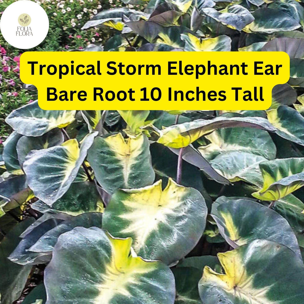 1 Colocasia esculenta ‘Tropical Storm’ - Elephant Ear Bare Root Live Plant 10” - Exotic Foliage