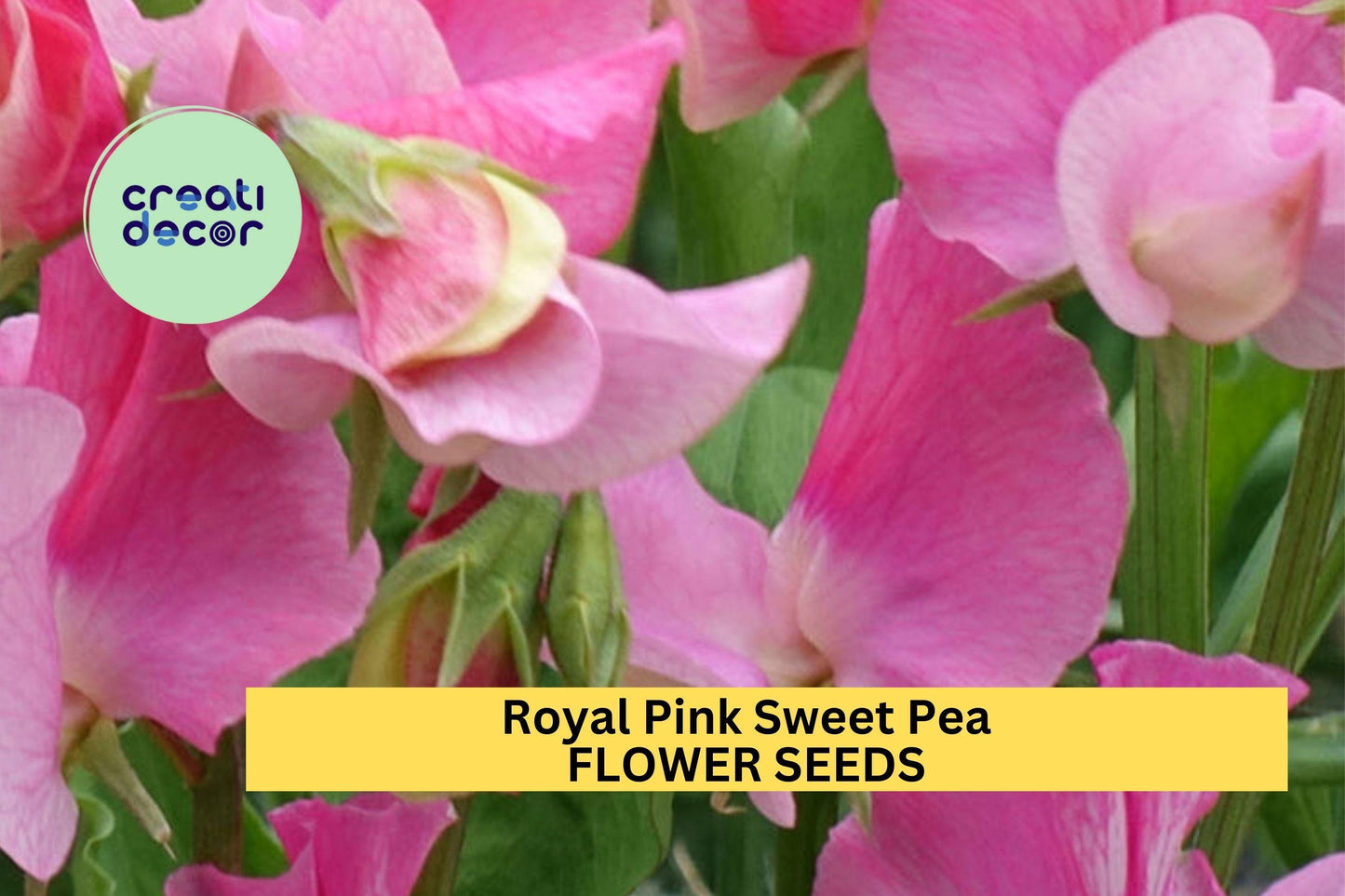 50+ Royal Pink Sweet Pea Seeds – Bright Pink Fragrant Blooms for Garden Planting, Climbing Vines for Trellises & Bouquets – USA