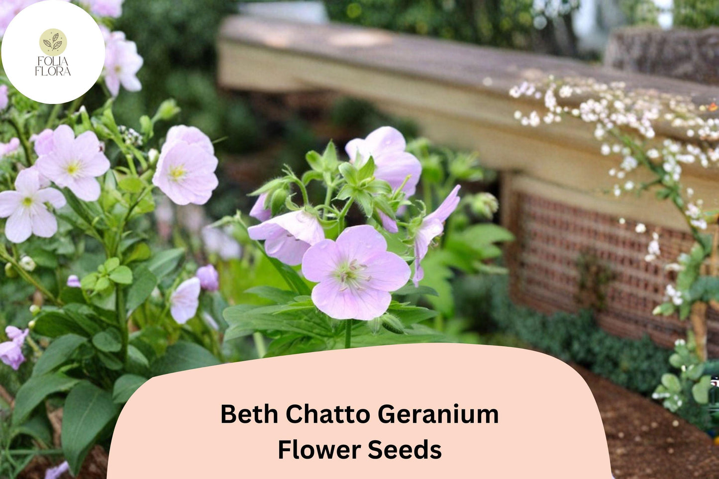 25+ Beth Chatto Geranium Seeds: Hardy Perennial Garden Plant, Pink-Purple Blooms, Easy to Grow, Ideal for Pots & Borders