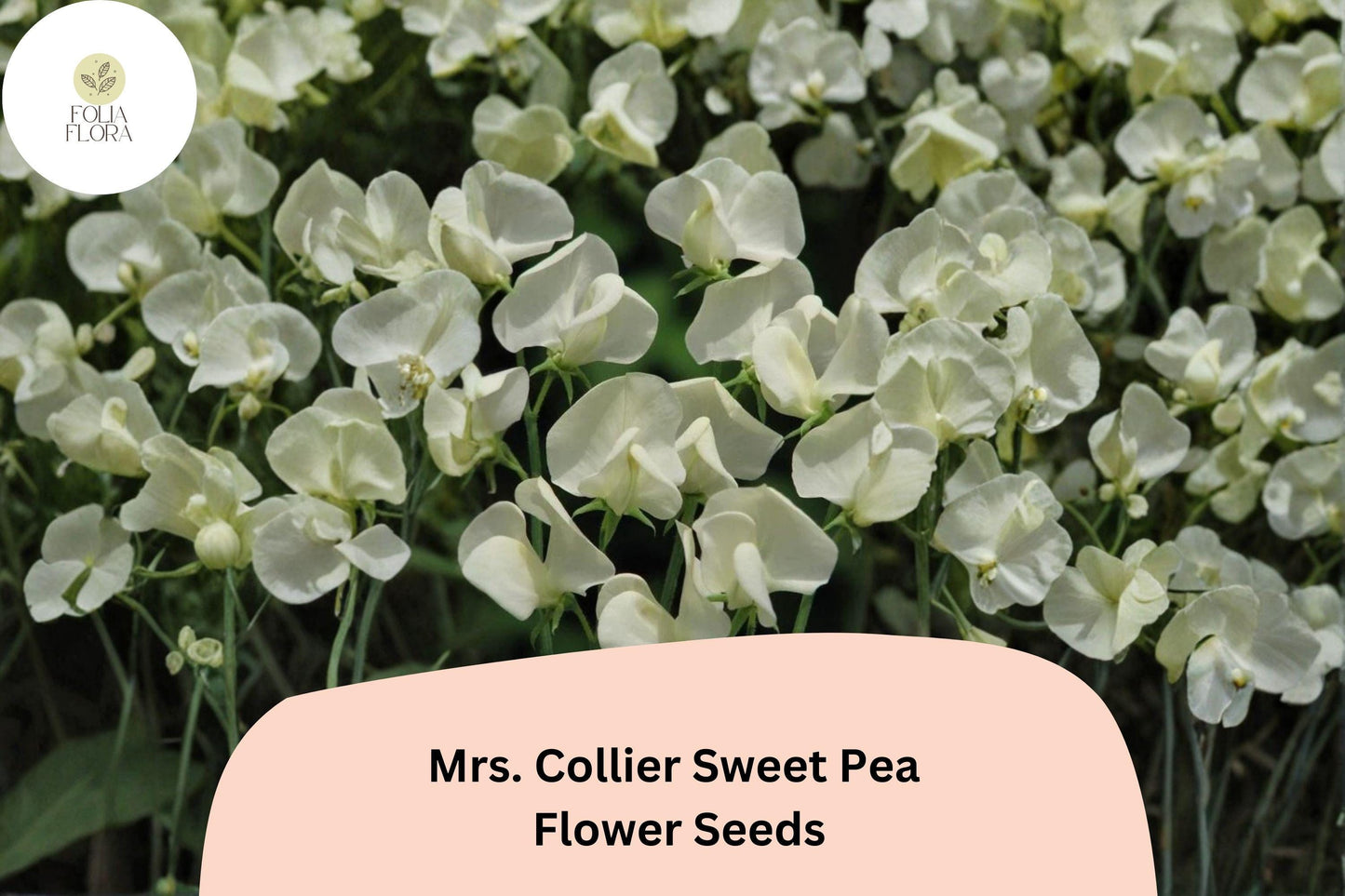 Mrs. Collier Sweet Pea Seeds | Lathyrus odoratus Cream Blooms Garden Planting (50+ Seeds)