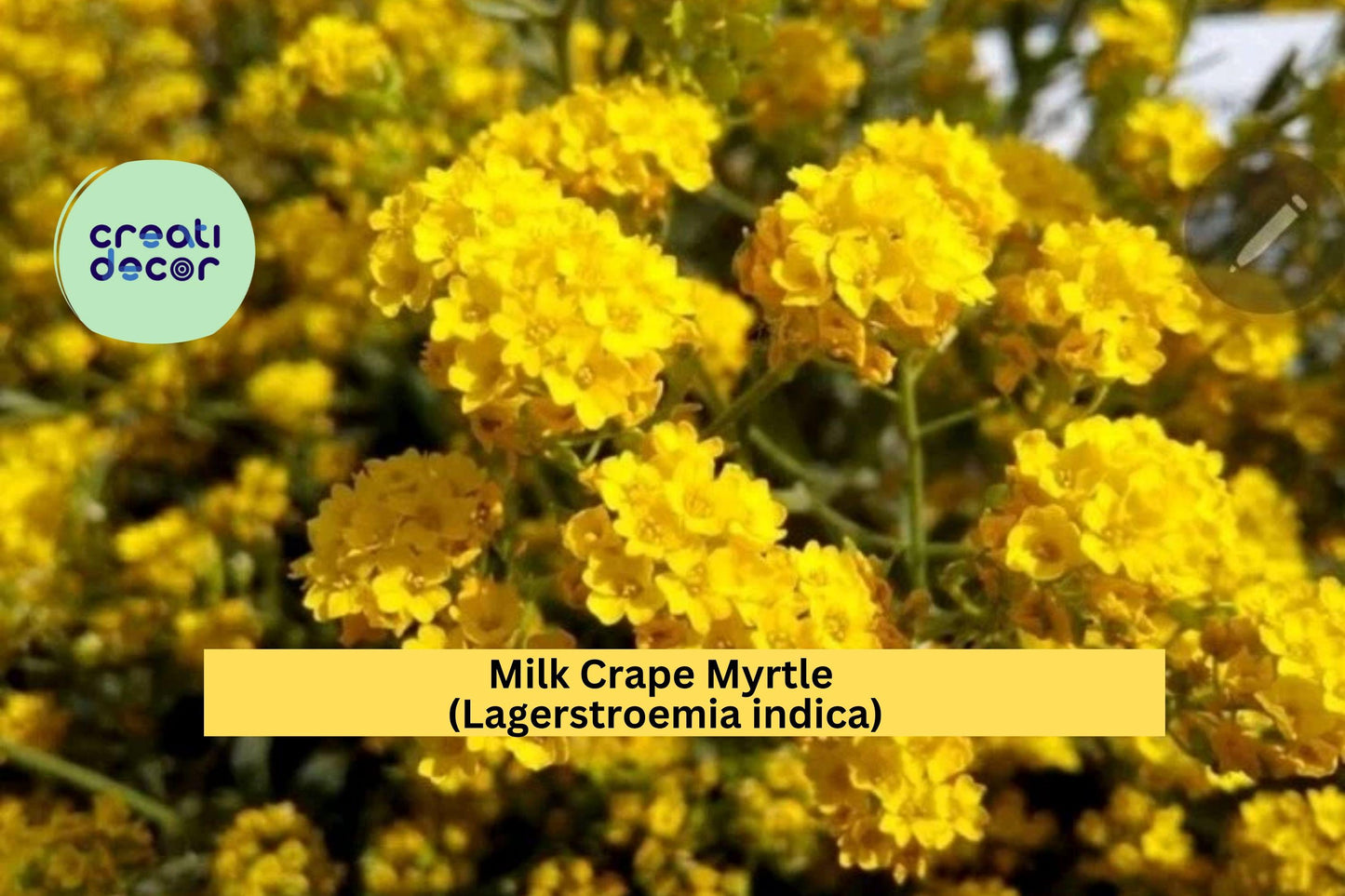 Milk Crape Myrtle Cuttings – Lagerstroemia indica – 7 Unrooted Fast-Growing Starter Cuttings for Summer Garden Blooms
